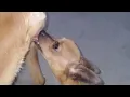 Dogs meeting dogs mating meeting Mating