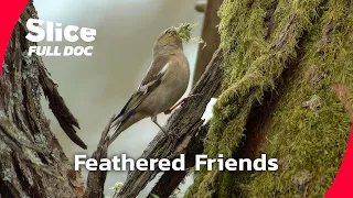 Garden Birds: The Secret Lives of Our Feathered Neighbors | FULL DOCUMENTARY