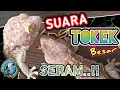 Download Lagu SUARA TOKEK BESAR SERAM Pengantar Tidur | The sound of a big spooky Gecko in bed