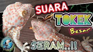 Download SUARA TOKEK BESAR SERAM Pengantar Tidur | The sound of a big spooky Gecko in bed MP3
