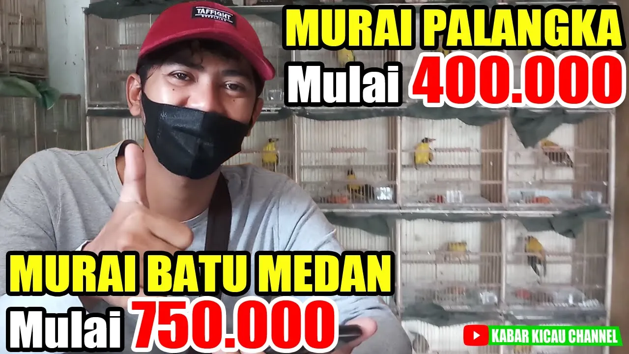 
          
          
          
            
            BANJIR Murai Batu Medan Harga Mulai 750.000, Murai Palangka, Samyong, dll di Agen Burung Fatih Kicau
          
        . 