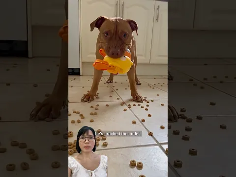 Chú chó làm vãi thức ăn ra nhà #trendingshorts #trendingvideo #shorts #shortsviral #viralshorts