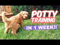 Download Lagu HOW TO: Potty Train Your Puppy FAST!! 🐶 10 week old puppy trained in 1 WEEK!!!