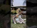 Download Lagu kucing Cinematic