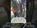 Download Lagu Pengamen viral, dilangit ada matahari, matahari ada di langit #shorts #pengamen #cover