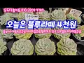 Download Lagu 25.9.18 🌹블루라떼 불놀이야 레볼루션군생 헬리오스 미니마금군생 오렌지먼로 먼로철화 러브애플군생🌹모두다좋아육 010 3209 9789 전국택배가능 