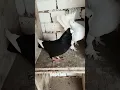 Download Lagu Black And White Kabootar || 2 Kabootar || Pigeon 💥😍🔥#Shorts