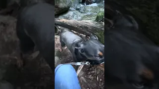 Cataract falls ca . #fyp #nature #doberman #pets #dream