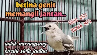 sirtu cipoh betina gacor birahi memangil jantan 