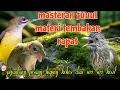 Download Lagu Fuuul tembakan rapat pijantung pisang gereja tarung dan siri siri kecil