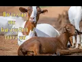 Download Lagu Cara memastikan kambing Anda melahirkan dua kali setahun