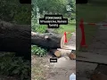 PA Storms Tree snaps in severe weather on North President Avenue
