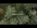 Download Lagu Mammal Hands - Boreal Forest (Official Video) [Gondwana Records]