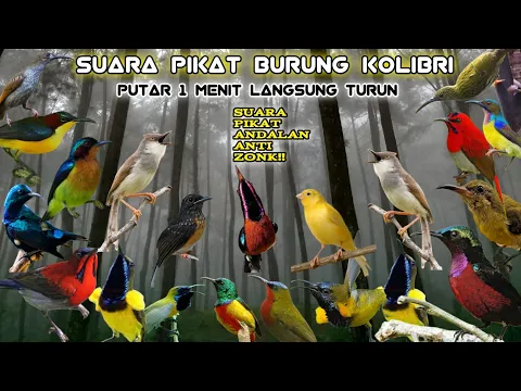 Download MP3 SUARA PIKAT BURUNG KECIL || AMPUH UNTUK SEMUA JENIS BURUNG !!