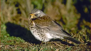 صوت سمن بواشقي كيخن 