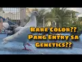 Download Lagu NADAGIT NG IBON KO GALING SA RONDA |Reggie Cruz Loft \u0026 Aviary #reggiecruzloftandaviary #pigeon