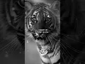 Respect All, Fear No One | Unshakable Confidence Motivation #shorts #quotes #inspiration #speech