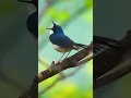 Crecetan merdu burung Robin Biru_Siberian Blue Robin #shorts
