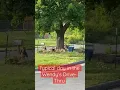 Wendy s Drive-Thru Winchester Virginia