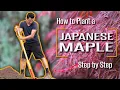 How to Plant a Japanese Maple Correctly Step by Step for Beginners