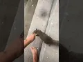 When a squirrel wants to show you something
