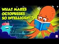 Most Intelligent Animal What Makes Octopuses so Intelligent Do Octopuses Share DNA with Humans