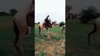 تراث الشنابلة 811 