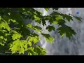 ✿ ♡ ✿ ENNIO MORRICONE - The Green Leaves of Summer
