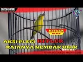 Download Lagu AKSI PLECI HITLER - RAJANYA NEMBAK UNIK DI GANTANGAN LAWAN LANGSUNG ONCLING