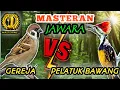 Lagu GEREJA TARUNG VS PELATUK BAWANG - Masteran Istimewa Sepanjang Masaaa