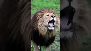 اسمع صوت الأسد وهو غاضب مرعب  اسمع صوت الأسد وهو غاضب مرعب