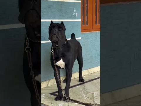 Appne Ghar Par Cane Corso Dog Hai To Appko Darne Ki Zarurat nahi hai ? ๐ฟ #shorts #new #canecorso