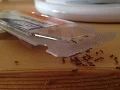 Why Ants Sometimes Drown in TERRO Liquid Ant Bait