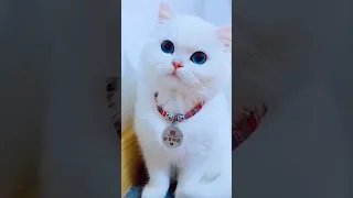 سبحان الله مصطفى مصطفى منبع للصفا Cats Shorts Cutecat Cute Cat 