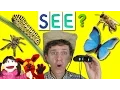 What Do You See Song Bugs and Insects Learn English Kids
