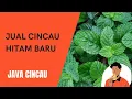 Download Lagu WA 0822-4117-3744 |Jual Cincau Hitam Di Baru