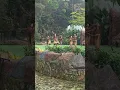 Download Lagu SEIRAMANYA LIMA BIDADARI TURUN DARI KAYANGAN MENARI DENGAN BAJU ADAT JAWA TENGAH@VLOGHASBYI