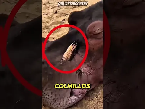 Animales ATRAPADOS en sus propias TRAMPAS  #wildlife #curiosidades #shorts