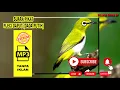 Download Lagu pikat pleci betina gacor