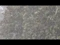 Heavy Snow Falls in Shaver Lake
