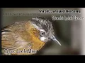 Download Lagu Suara Khas Burung Tepus Lurik Mini Gacor, Wambi Mini Lokal Gacor Terbaru, Pikat Pancingan,,