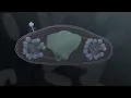 Jumbo Phage Infects a Bacterium
