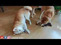 Suki throws a happy dance after the announcement 🎈😄