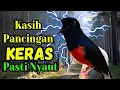 Download Lagu PASTI GACOR‼️PANCINGAN MURAI BATU GACOR AMPUH MENJADIKAN murai batu agar cepat bunyi NYAUT