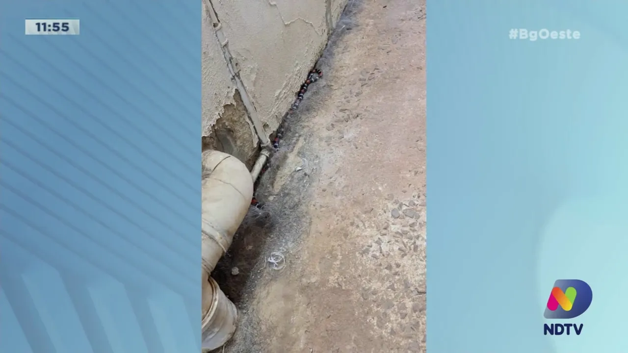 Campos Novos: Corpo de Bombeiros captura cobra coral em residência