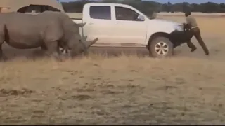 When animal encounters End WRONG...