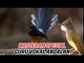 Murai Batu Ngeplong? Ini Solusinya!