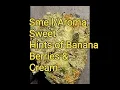 Dirty Buntz - SH Strain Review
