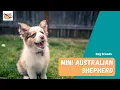 Mini Australian Shepherd Everything You Need To Know About The Mini Aussie