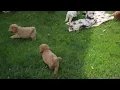 F1B Miniature Goldendoodle Puppies For Sale